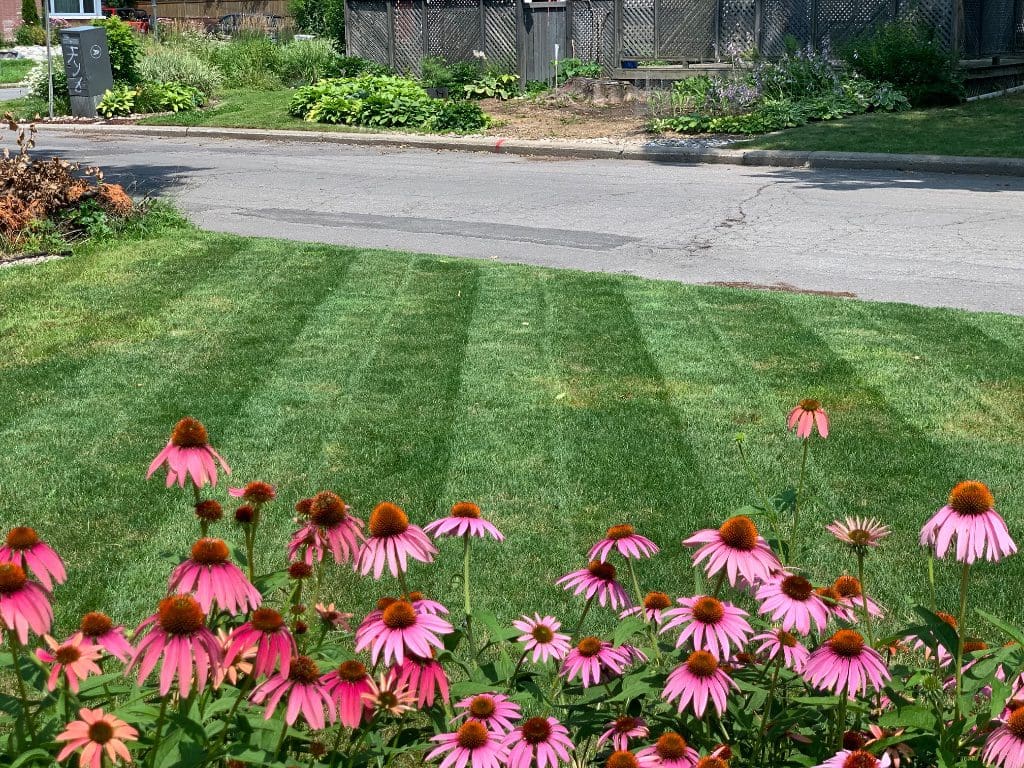 A deeply green, well-fed lawn — the result of consistent fertilizing