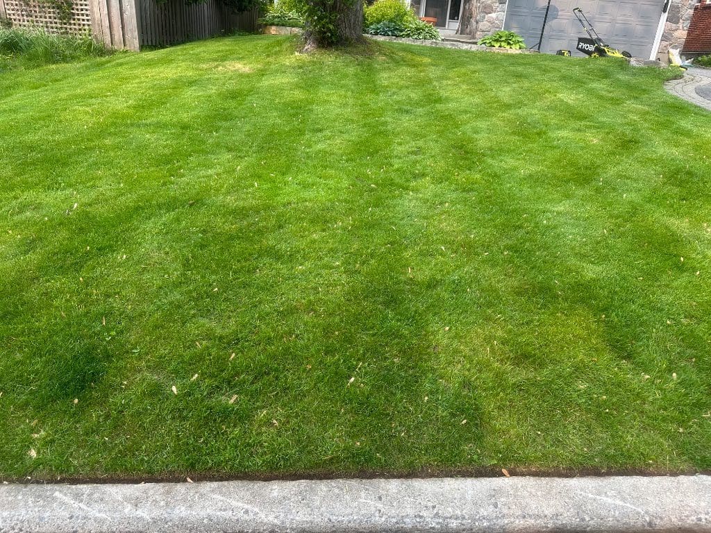 Front yard lawn detailing result