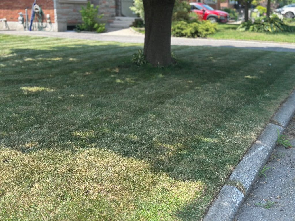 Front yard lawn mowing service in progress